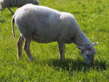 Kalkense Meersen (België)